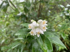 Deutzia pulchra