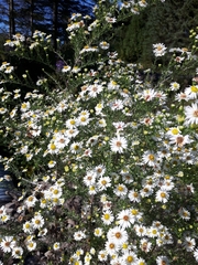 Symphyotrichum pilosum pilosum