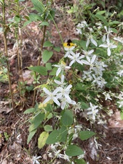 Clematis
