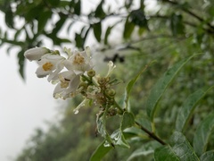 Deutzia pulchra
