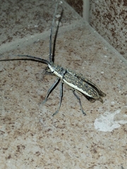 Neoptychodes trilineatus
