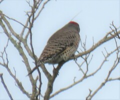 Colaptes auratus luteus