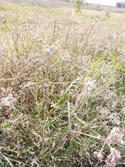 Torilis arvensis