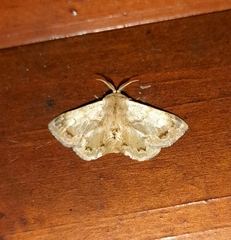 Tostallo albescens