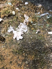 Umbilicariomycetidae