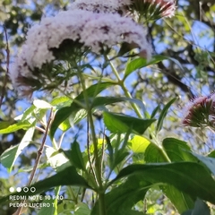 Ageratum corymbosum