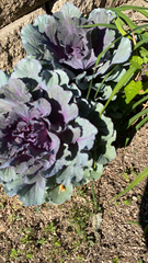 Brassica oleracea