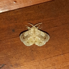 Tostallo albescens