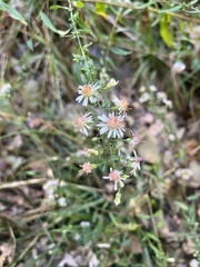 Symphyotrichum lateriflorum