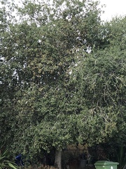 Quercus agrifolia