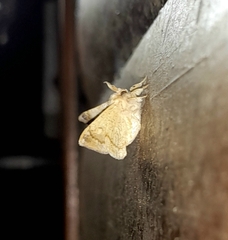 Tostallo albescens