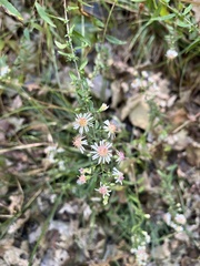 Symphyotrichum lateriflorum
