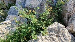 Desmanthus illinoensis