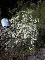 Symphyotrichum pilosum pilosum