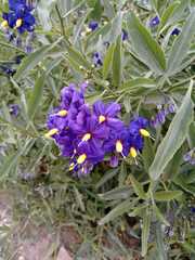 Solanum crispum
