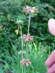 Salvia verbenaca