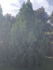 Cryptomeria japonica