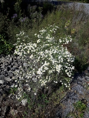 Symphyotrichum pilosum pilosum