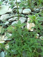 Galeopsis ladanum