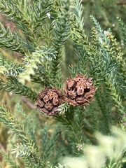 Cryptomeria japonica