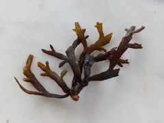 Cystoseira compressa