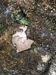 Umbilicariomycetidae