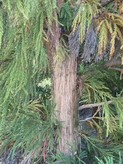 Cryptomeria japonica
