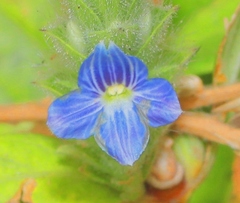 Neuracanthus tetragonostachyus