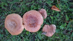 Paxillus involutus