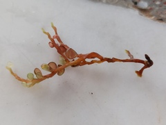 Botryocladia botryoides