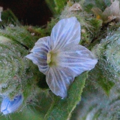 Neuracanthus tetragonostachyus