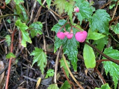 Begonia formosana