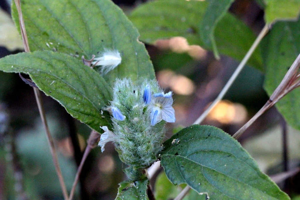 Neuracanthus tetragonostachyus (Neuracanthus tetragonostachyus)