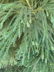 Cryptomeria japonica