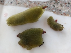 Codium adhaerens
