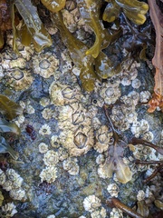 Semibalanus balanoides