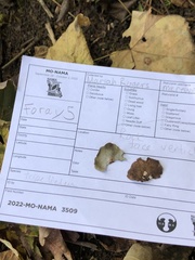 Umbilicariomycetidae