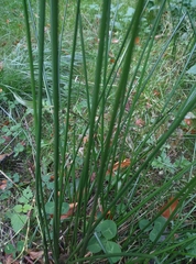 Juncus effusus
