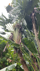 Ravenala madagascariensis