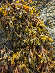 Fucus spiralis