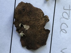 Umbilicariomycetidae