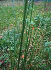Juncus effusus