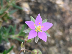 Spergularia rupicola