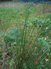Juncus effusus