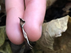 Umbilicariomycetidae