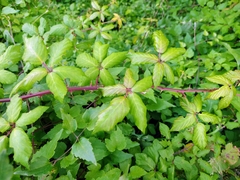 Rubus ulmifolius