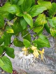 Lonicera periclymenum
