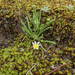 Hard-head Daisy - Photo (c) Ralph Foster, some rights reserved (CC BY-NC), uploaded by Ralph Foster
