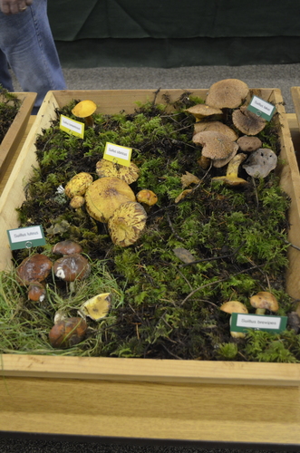 Siberian Slippery Jack