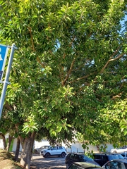 Ficus elastica